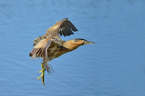 Rohrdommel im Flug