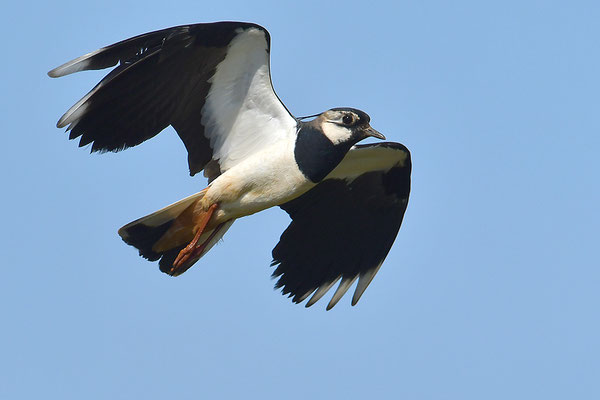 Kiebitz im Flug