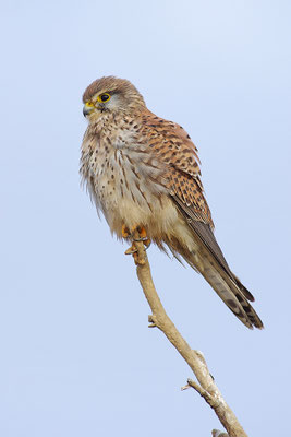 Turmfalke
