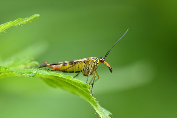 Skorpionsfliege