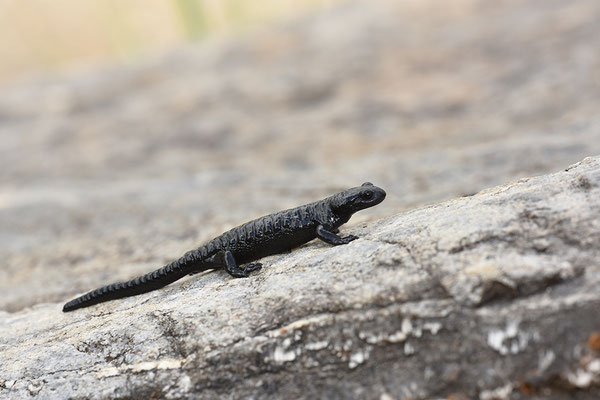 Alpensalamander