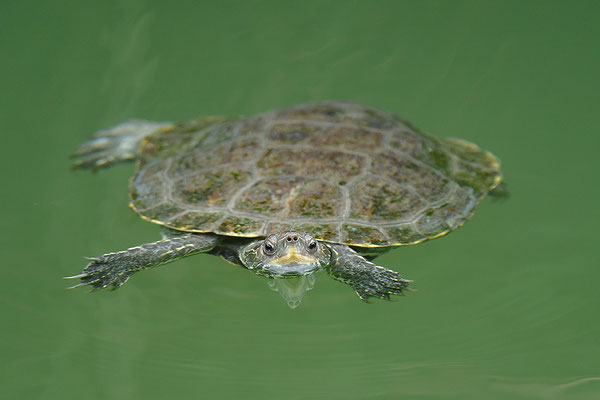 Balkan-Bachschildkröte