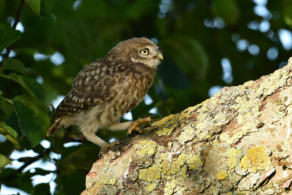 Steinkauz  Junvogel