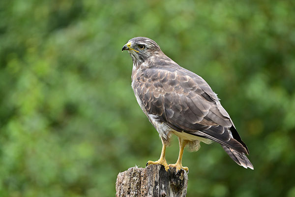 Mäusebussard