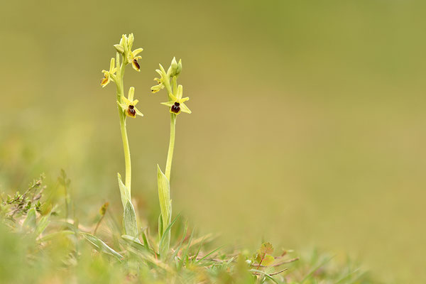 Kleine Spinnenragwurz