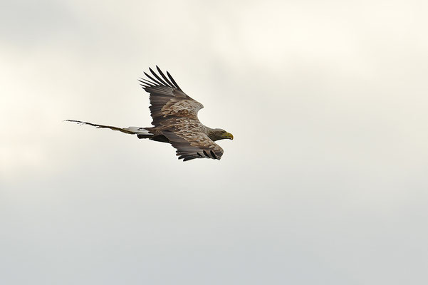 Seeadler