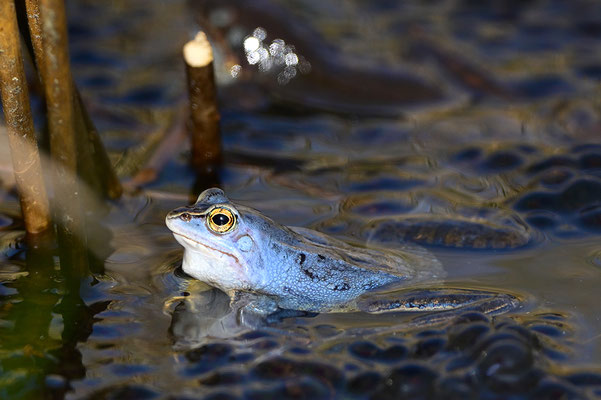 Moorfrosch