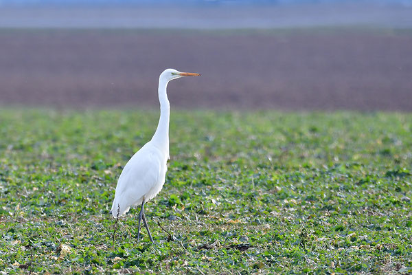 Silberreiher