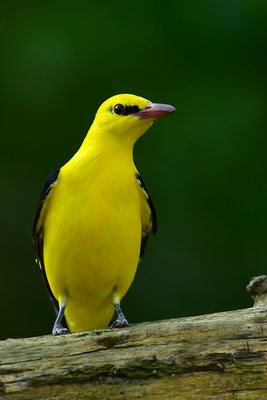 Pirol Männchen