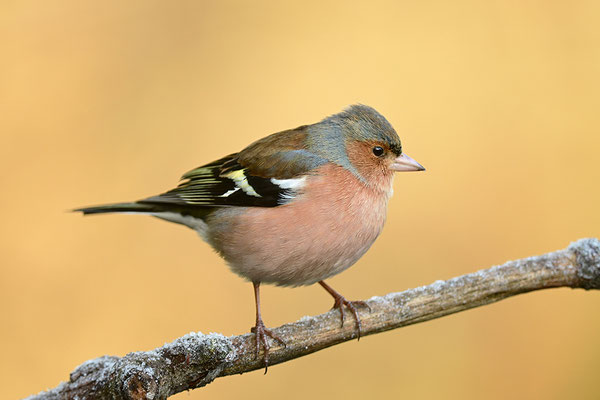 Buchfink Männchen