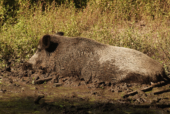 Wildschwein in Schlammsuhle