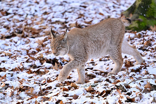 Luchs im Schnee
