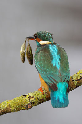 Eisvogel Weibchen mit Doppelfisch