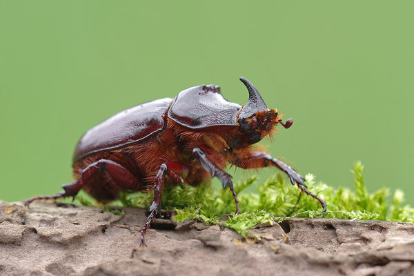 Nashornkäfer Männchen
