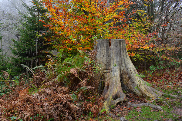 Urwald Sababurg