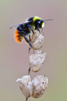 Wiesenhummel