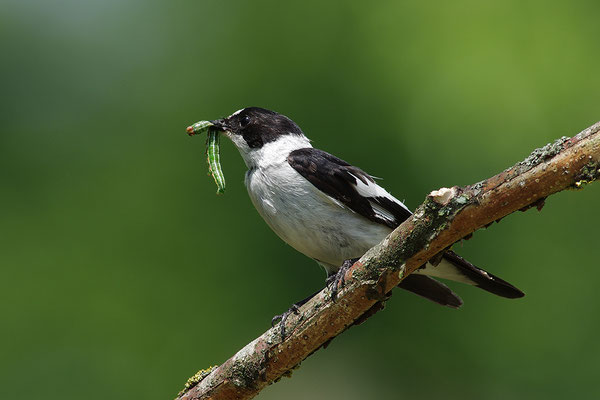 Halsbandschnäpper Männchen
