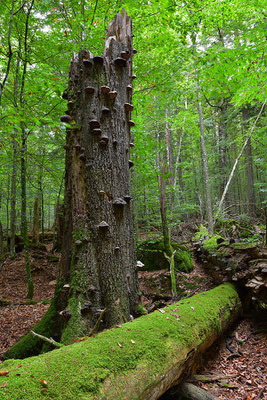 Urwald Bayrischer Wald