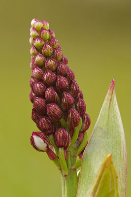 Purpurknabenkraut Knospe