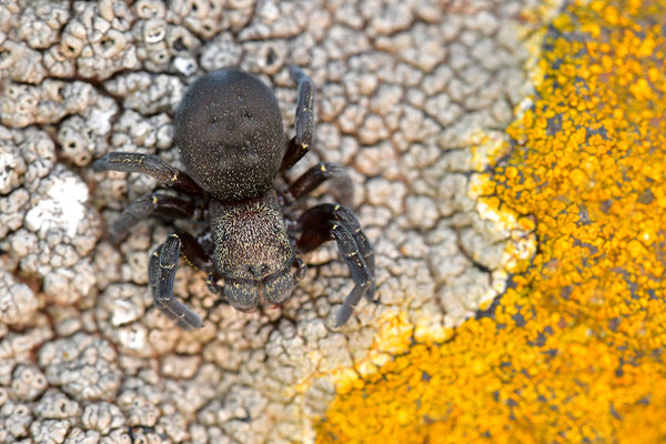 Rote Röhrenspinne, Weibchen