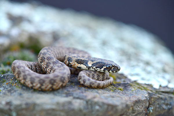 Vipernatter