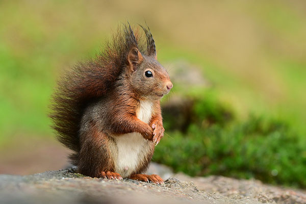 Eichhörnchen