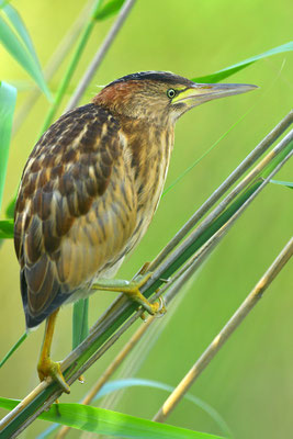 Zwergdommel Jungvogel