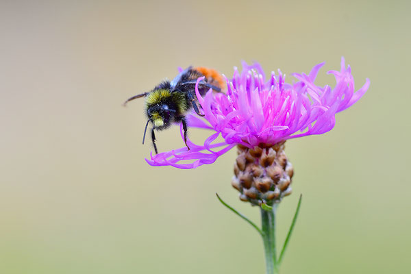 Wiesenhummel