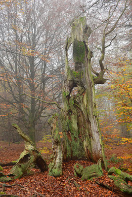 Urwald Sababurg