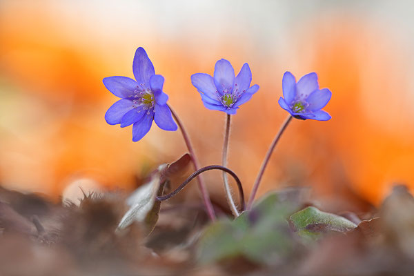 Leberblümchen