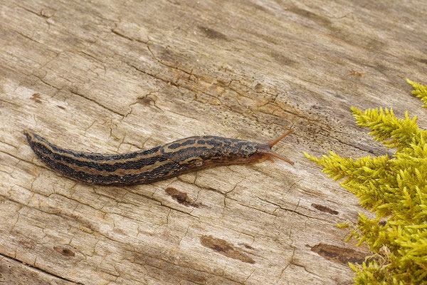 Tigerschnegel
