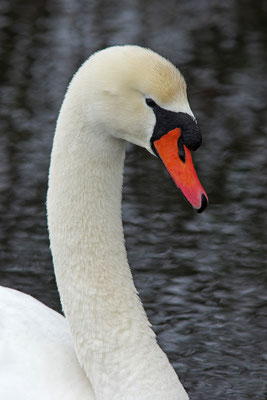 Höckerschwan