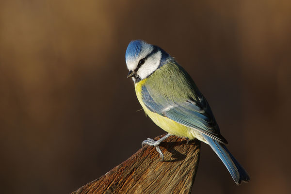 Blaumeise