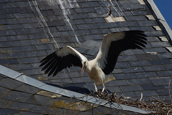 Weißstorch Jungvogel
