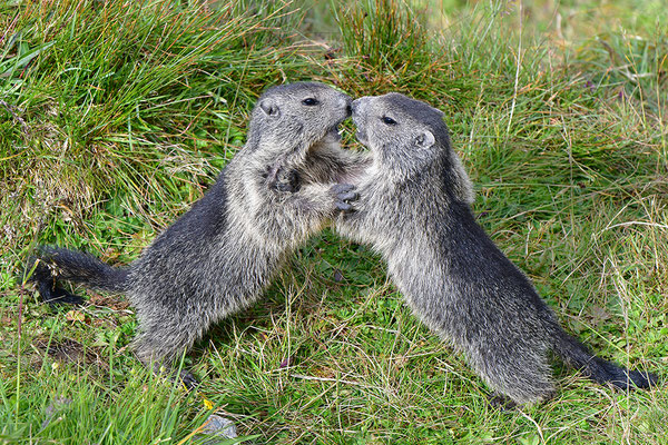 Murmeltiere im Kampf