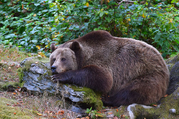 Braunbär, Nationalpark Bayrischer Wald Tierfreigelände Neuschönau