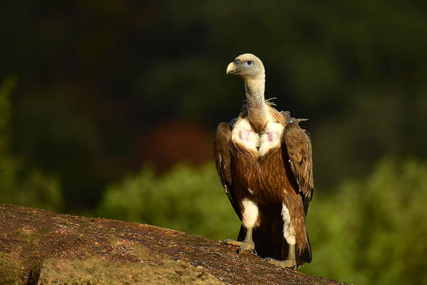 Gänsegeier
