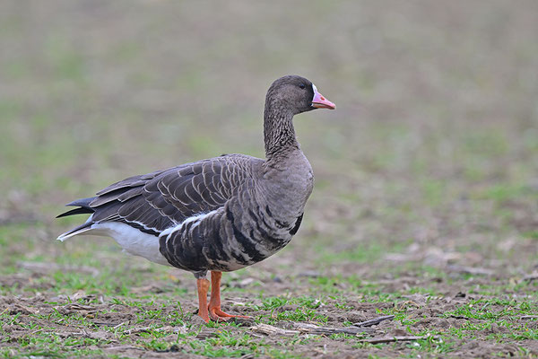 Blässgans