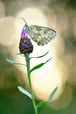 Schachbrettfalter