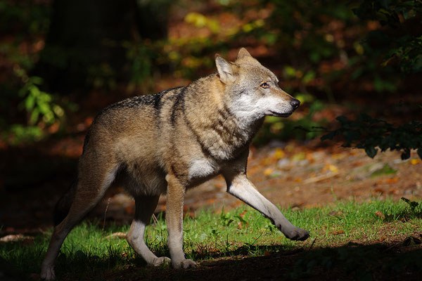 Wolf, Nationalpark Bayrischer Wald Tierfreigelände Neuschönau