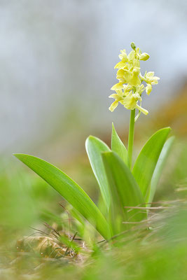 Blasses Knabenkraut