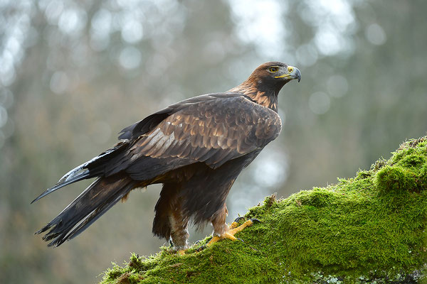 Steinadler