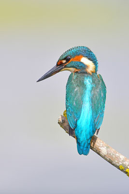 Eisvogel