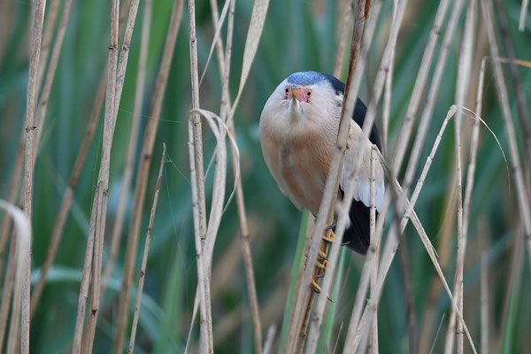 Zwergdommel Männchen