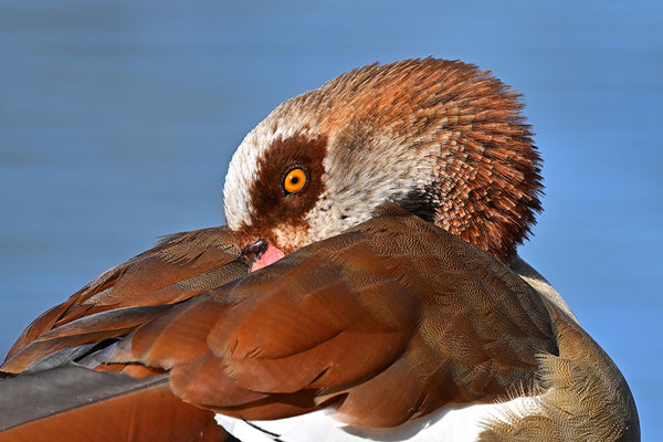 Nilgans Portrait