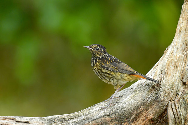 Blaukehlchen Jungvogel