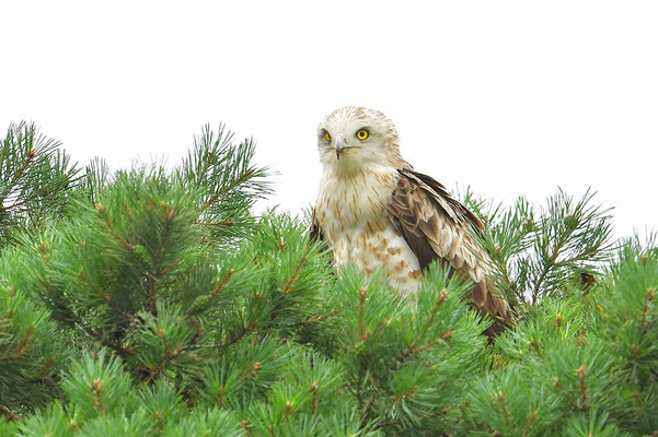 Schlangenadler