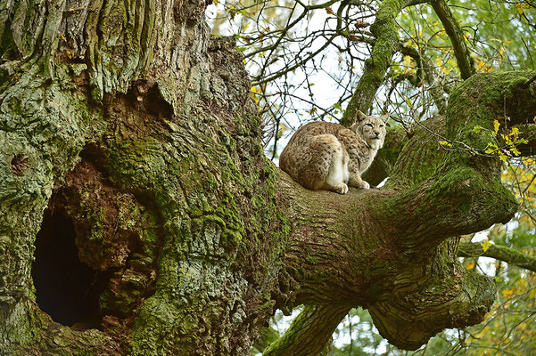 Luchs im Baum