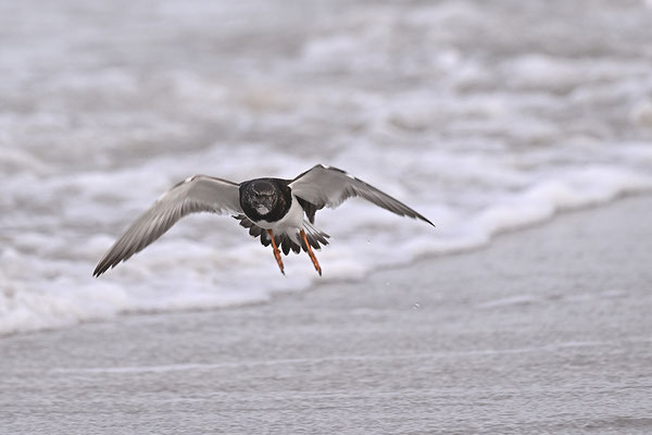 Steinwälzer im Flug