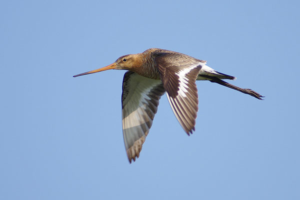 Uferschnepfe im Flug